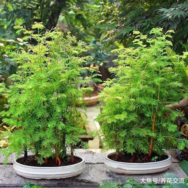 在花盆中非常容易生长的8中多年生花卉, 不需要经常照顾