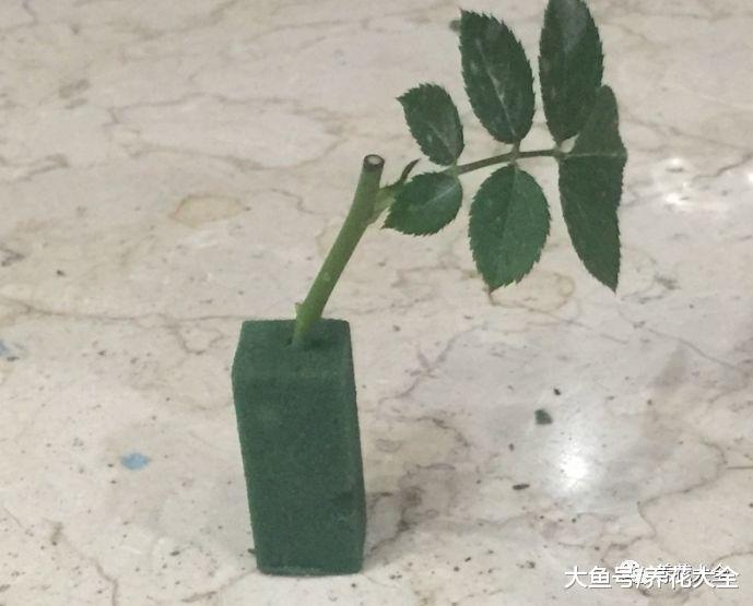 这5种花别在花钱买了, 学会扦插, 一盆变多盆!