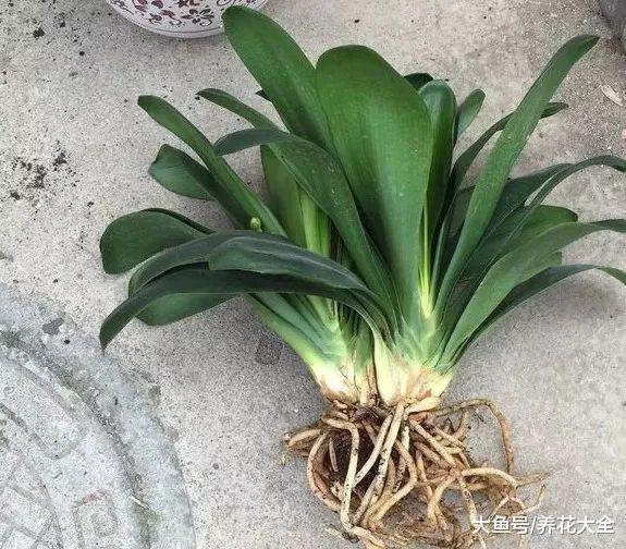 换盆不修根, 等于白换, 想爆盆更是做梦!