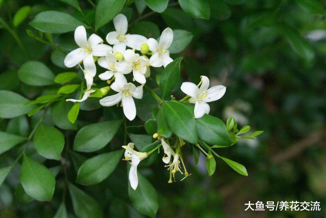 六种越晒越香的花卉, 养在阳光充足的阳台上就对了