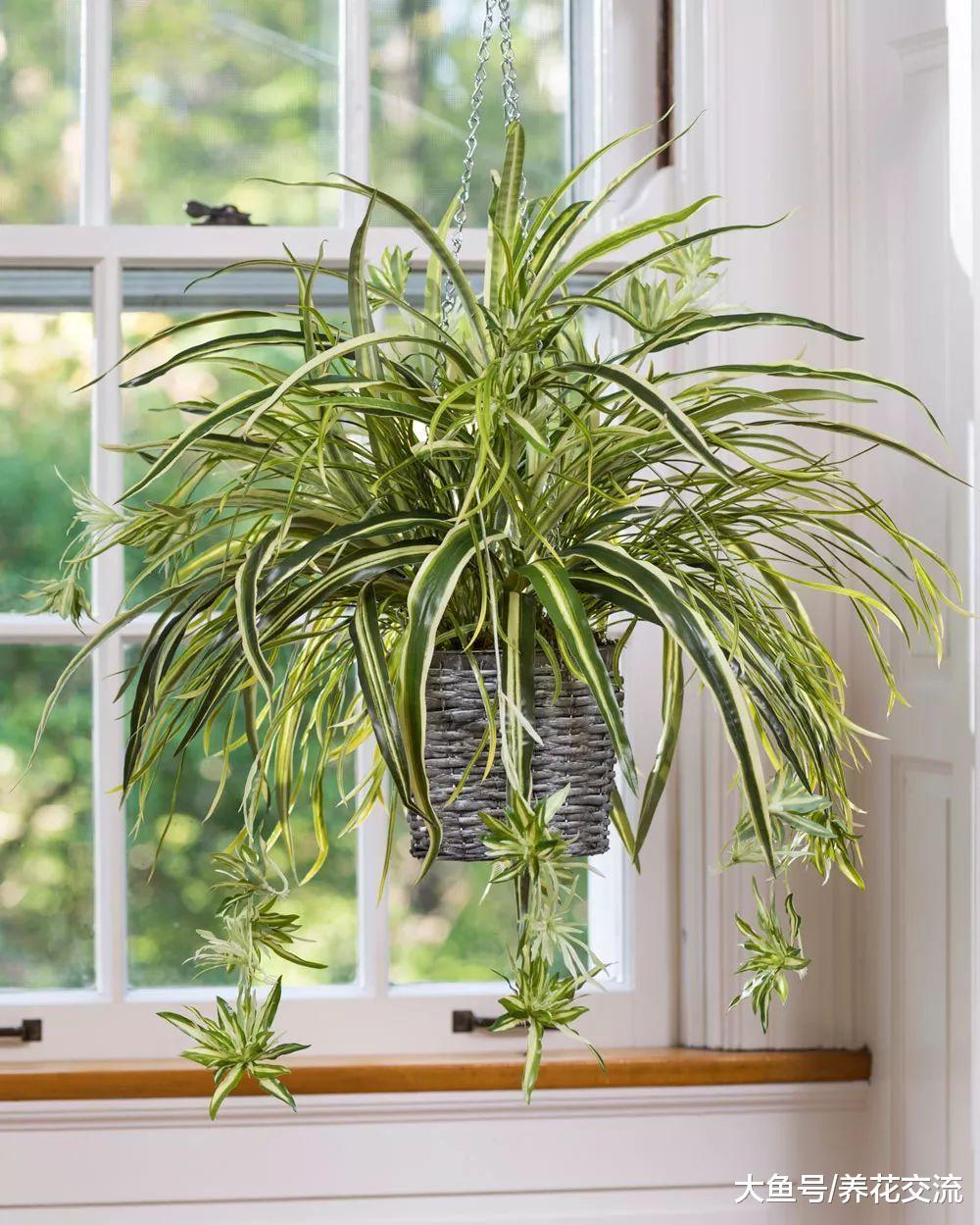 特别容易照顾的9种悬挂植物, 让你的家看起来更迷人