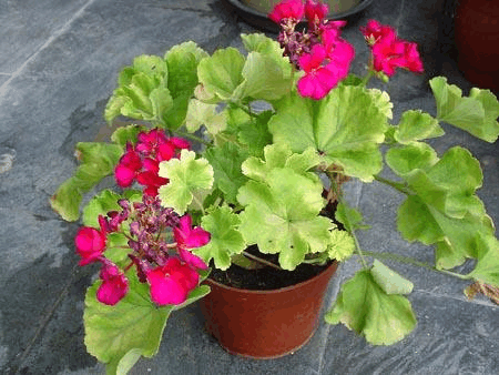 养花总掉“花骨朵”, 注意这4点, 不出几月就能开满盆