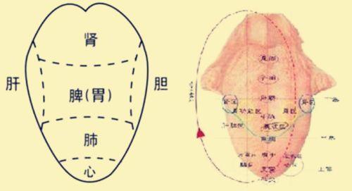 每天清晨, 对舌头做1事! 可降血压、防脑梗, 到老不痴呆!