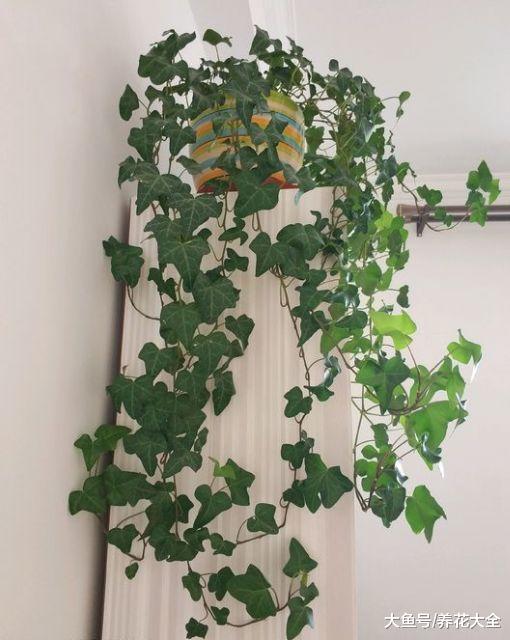 这花养1年就成植物绿强, 甲醛雾霾全拦外边!