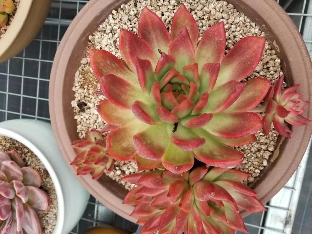 生活不如意的时候, 试着养盆花草, 找到其中乐趣!