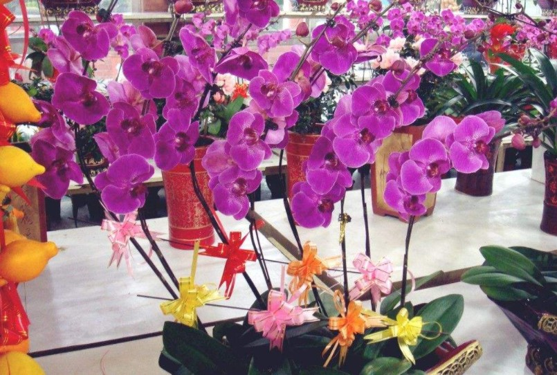 养“蝴蝶兰”, 用这“体液”兑上水, 花芽蹿满枝!