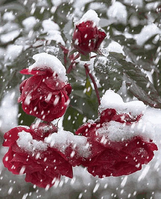 红花白雪, 再冷的天依然傲立枝头, 实属难得一见的美景!