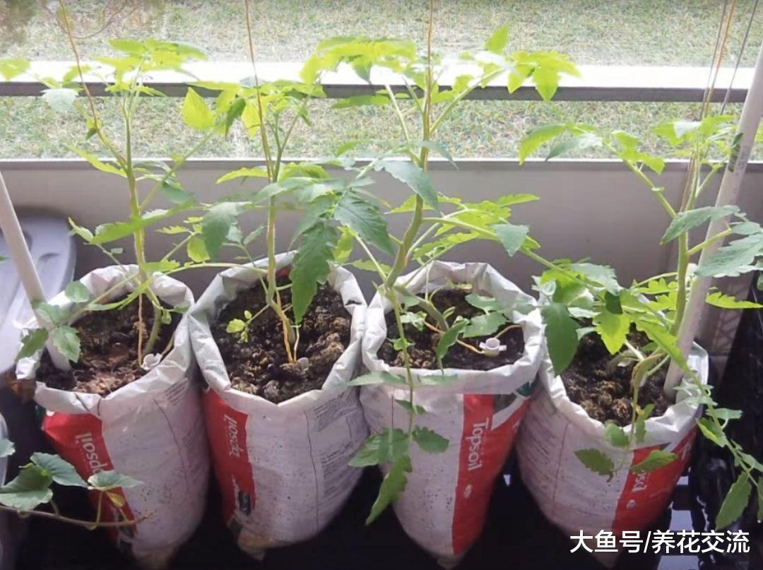 废弃的塑料袋不要扔了, 用来养花还有10个实用的好处