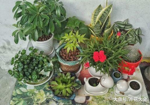 谁说只有岁数大的人爱养花? 二十岁的他却早已是养花大人!
