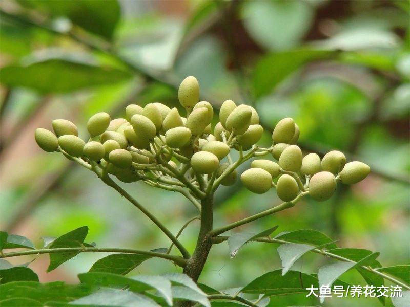 这种树的种子、树皮和叶子都可以用来杀虫, 在家里就可以制作