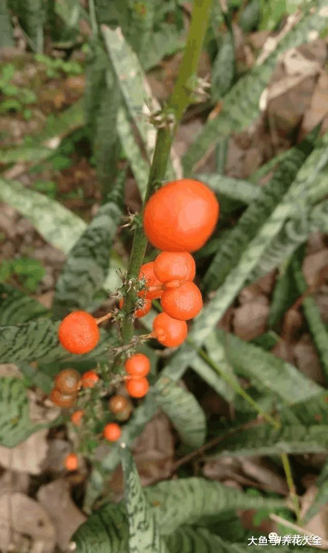 虎皮兰养的结出果子, 年年都开花, 咋做到的?