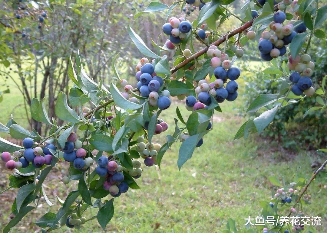 你那里适合栽种哪种蓝莓, 让盆栽蓝莓每年都能结果的技巧