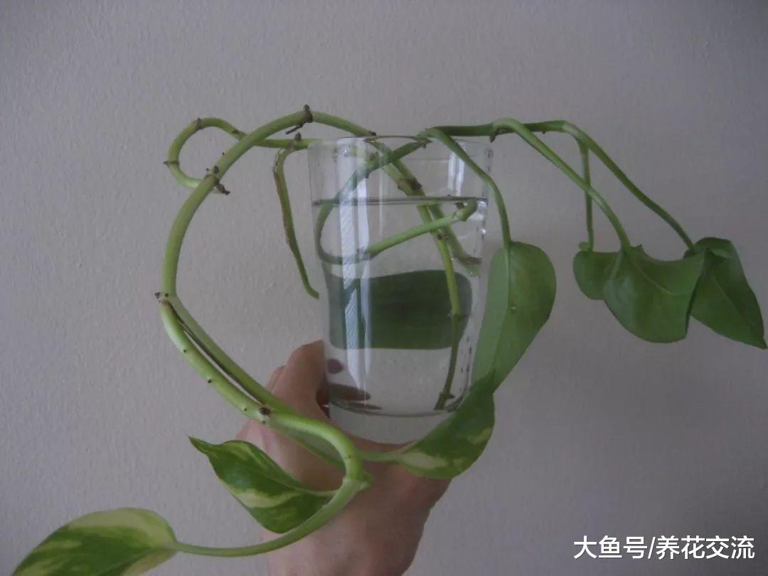 如何玻璃瓶养好水培的绿萝, 长了绿藻之后要怎么解决