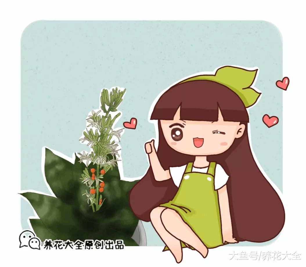 你家的芦荟发财树不开花? 只学1招, 连开5年不是事