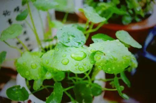 这些用“水”做出来的植物最美, 再也不用担心水浇多啦!