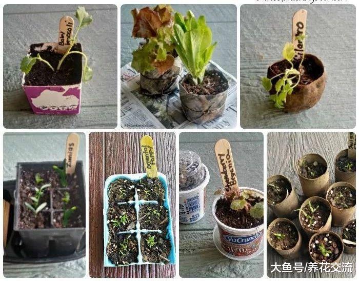 没有育苗盆可以用到这些废弃的材料, 让幼苗健壮生长