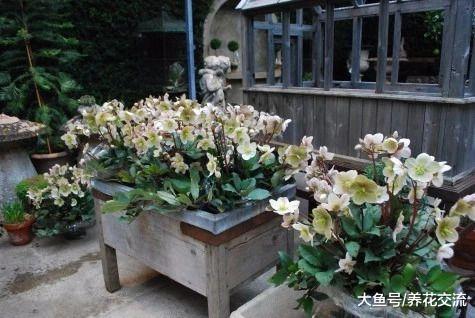 特别耐寒的嚏根草, 种院子里冬春时节能够一直开花