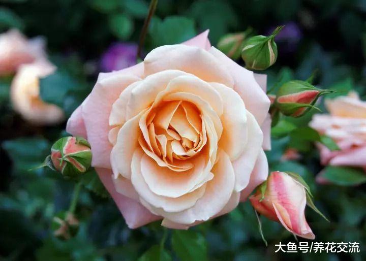 几种美丽壮观的多年生花卉, 种在院子里常年都不用照顾