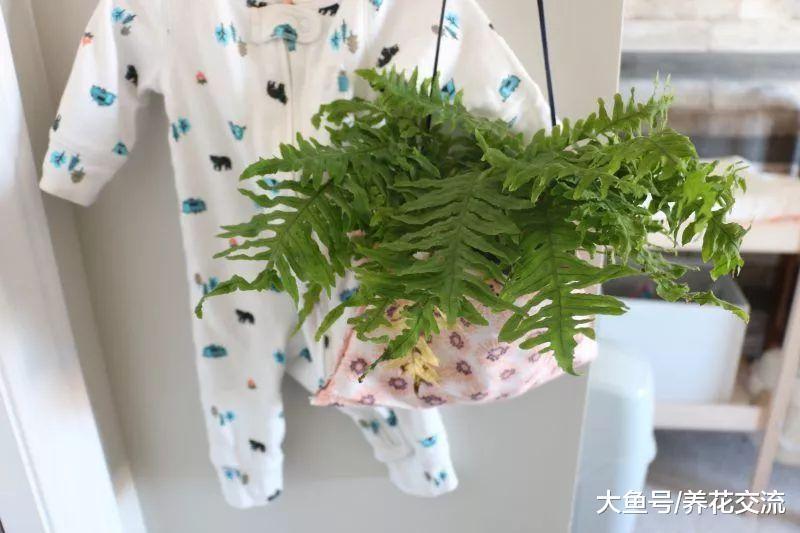 对婴儿、宠物安全无害的几种植物, 能很好净化空气的无毒盆栽