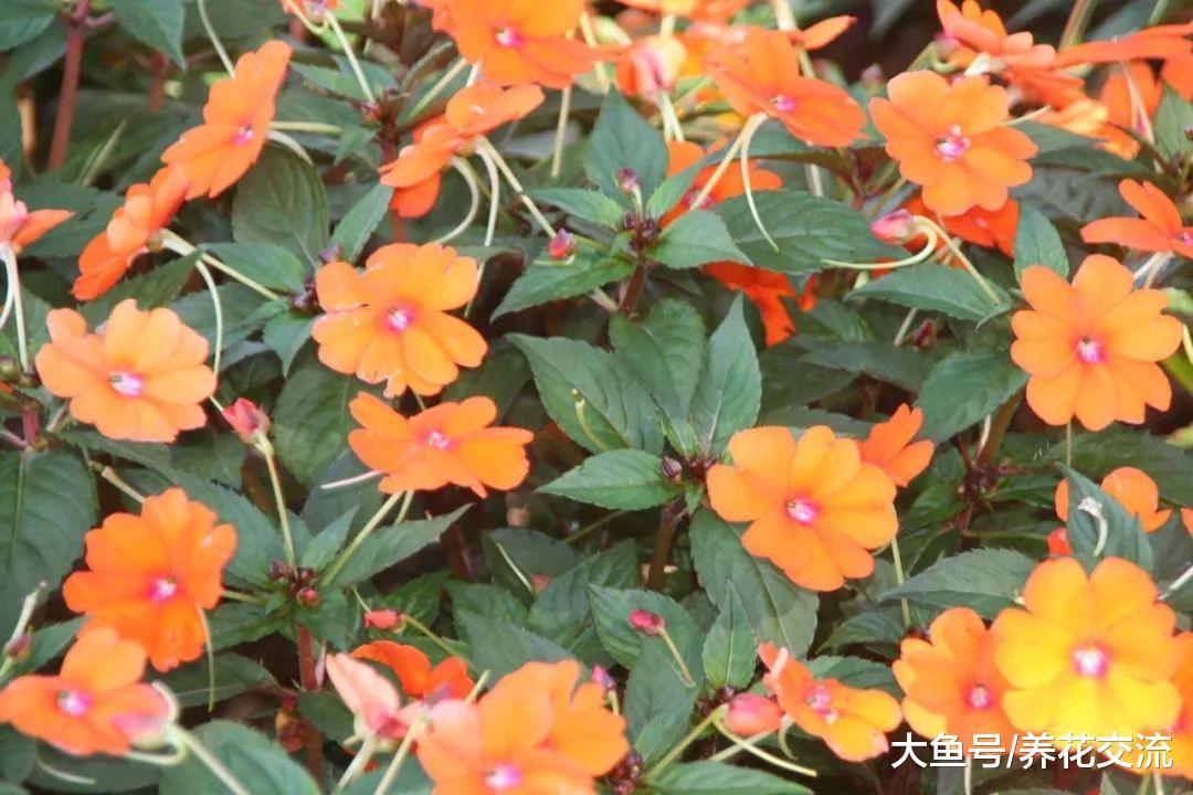 凤仙花养在半阴处就能经常开花, 轻松开成一片红色花海