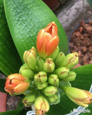 给君子兰加点黄豆, 不仅不黄叶了, 花也越开越多!