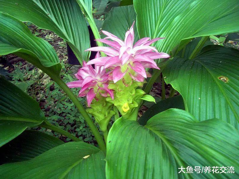 对健康有益的姜黄, 没想到还这么容易养护, 开出荷花一般的小花