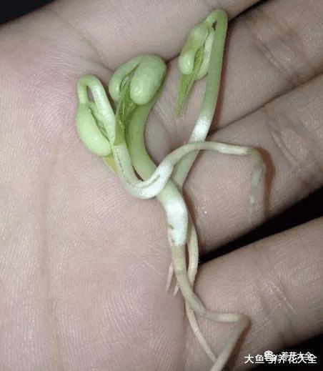 这些“毒草”酷似野菜, 不小心吃下去, 差点要了命!