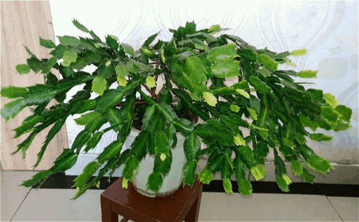 蟹爪兰喝点它, 秋天连开100朵, 叶子肥得直滴油!