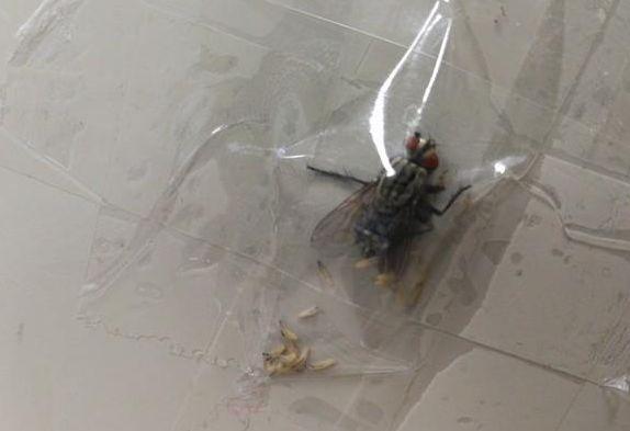 小伙子恶作剧胶带十字贴封印苍蝇, 刚笑完就吐了一地