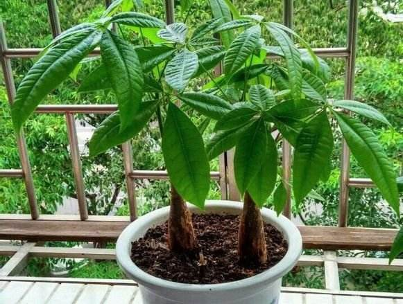 这种“催生水”比肥料强, 花卉喂一点, 花骨朵突突爆满枝!
