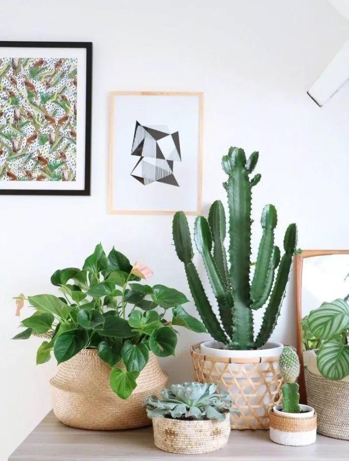 娶了爱养花的女人, 种花种菜样样行, 你就等着享福吧!