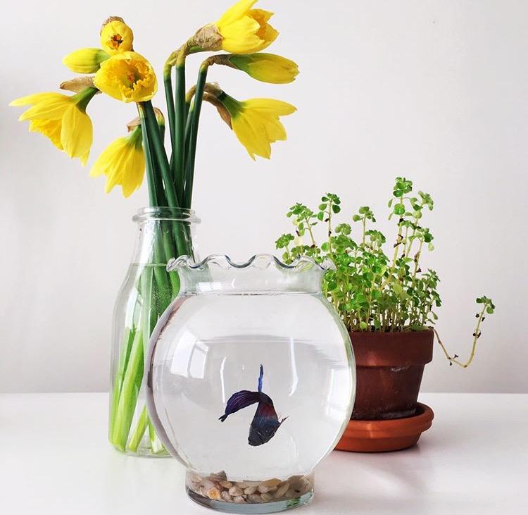 新鲜的花束怕凋谢, 只要这样简单处理, 花期又能延长一周