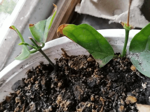 茉莉徒长爱减肥? 快治一治, “胖”起来满屋都飘香!