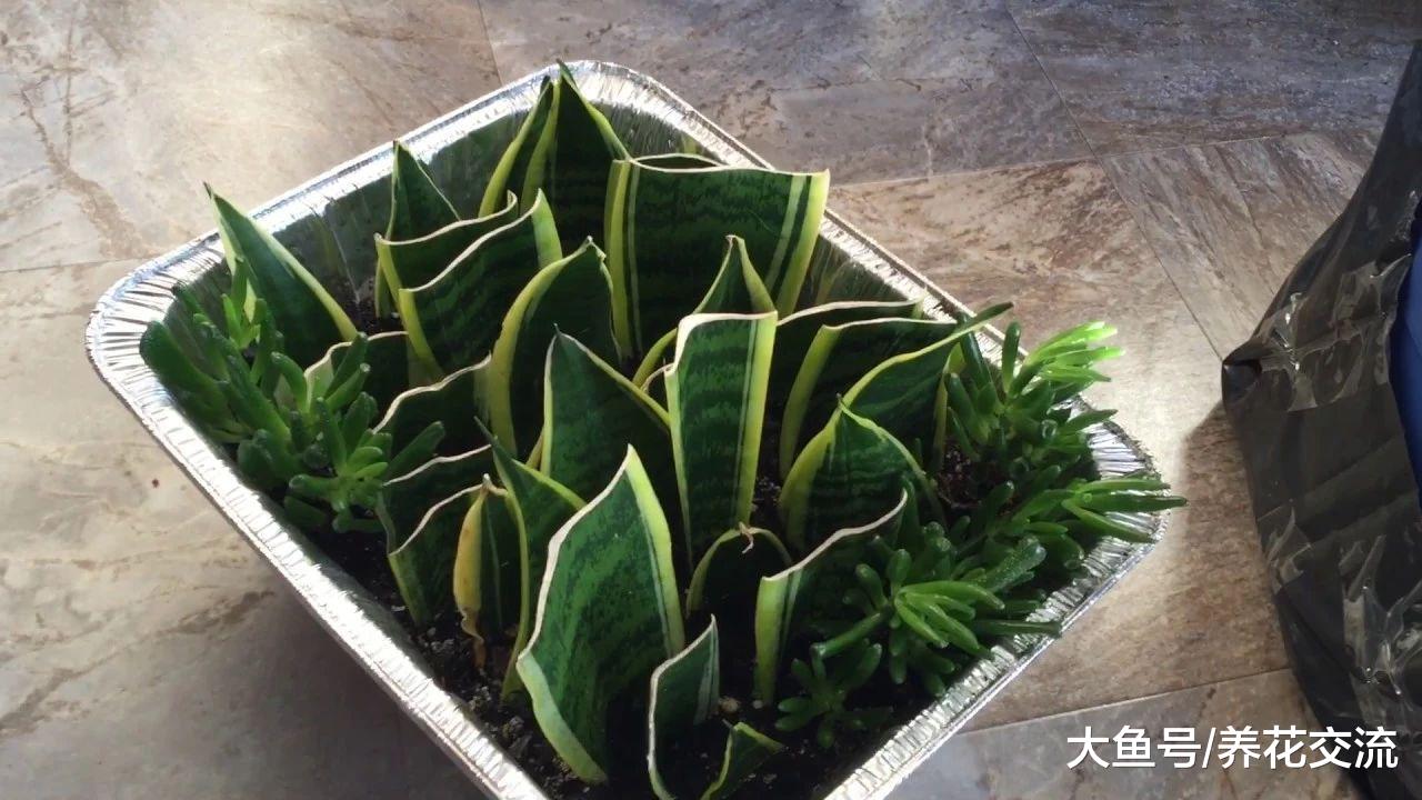 虎皮兰的叶片扦插土壤中两三周就能生根, 需要满足几个条件