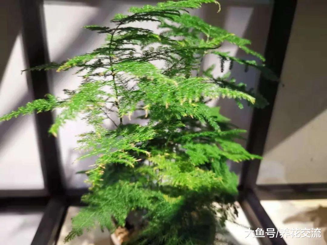 文竹出现黄叶黄茎的状况可以用这种方法处理
