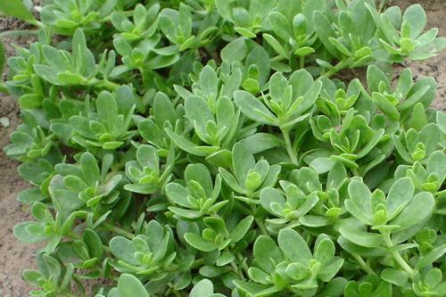 女人出现瘙痒有异味? 多吃天然“消炎药”, 杀菌去味远离妇科病!