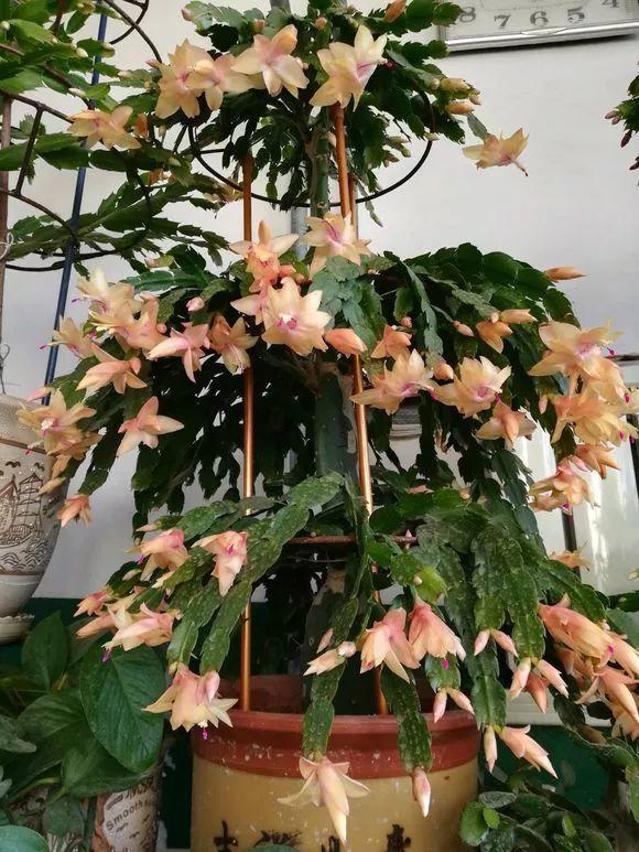 1个洋葱丢盆里, 花朵砰砰开, 一下能变2个头!