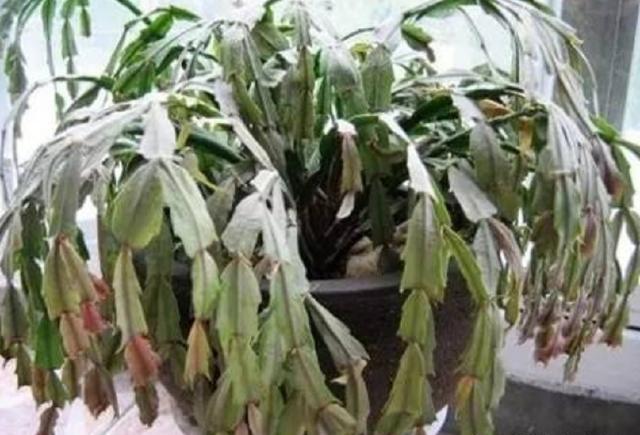蟹爪兰“蔫了吧唧”, 浇这“药水”, 1周就焕发, 30天后冒花芽