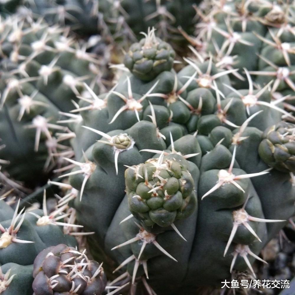 每年春天有机会开花不断的绯花玉, 没想到这么容易养护