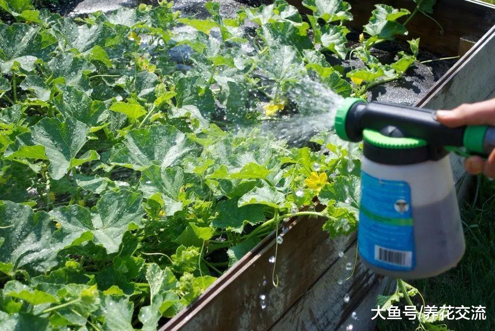 七种常见的有机液肥制作技巧, 养花不买化学肥料都没问题