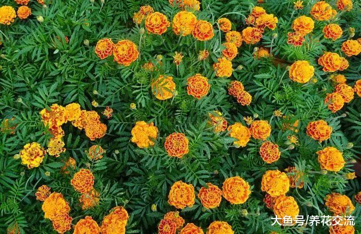 13种色彩特别艳丽的开花植物, 种满阳台能变成一片小花园