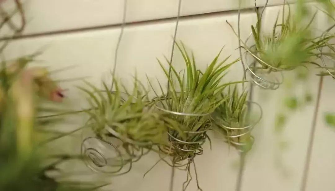 这6种小花, 书桌茶几上摆一盆, 健康又干净!