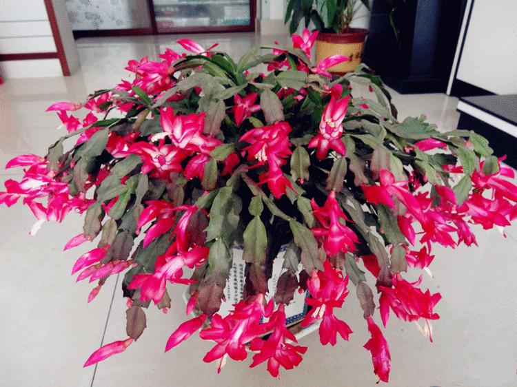 蟹爪兰开花惊艳, 可也真不好养, 其实花盆底下加点水就能“解决”!