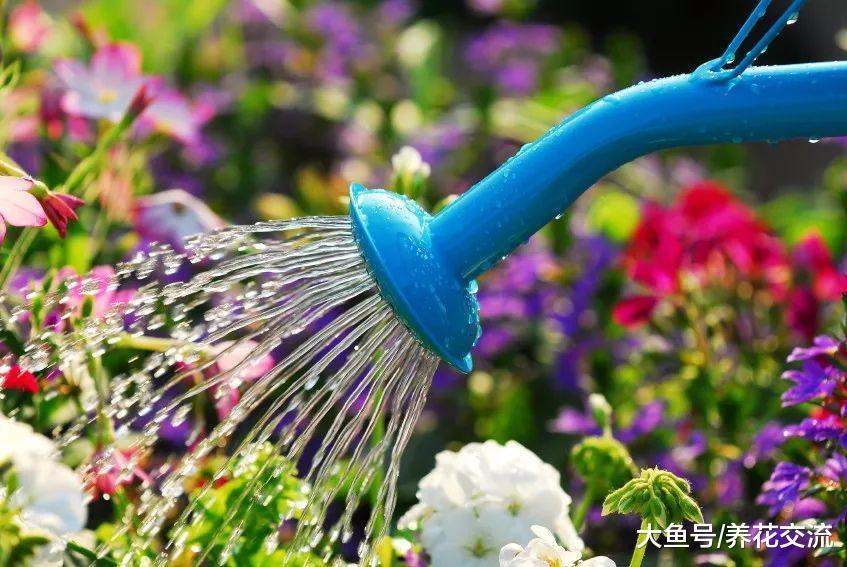 掌握这12种夏季园艺技巧, 新手也能盆栽花卉都没啥问题了