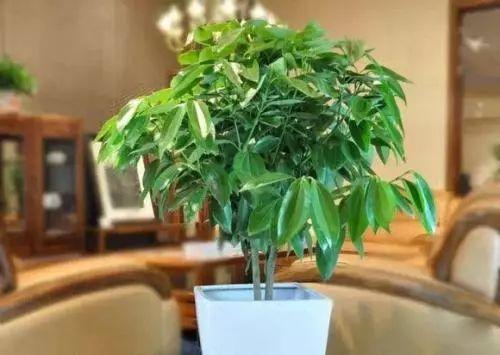 这些盆栽养起来不费事, 随便养就能成活, 还表示着非凡的意义!