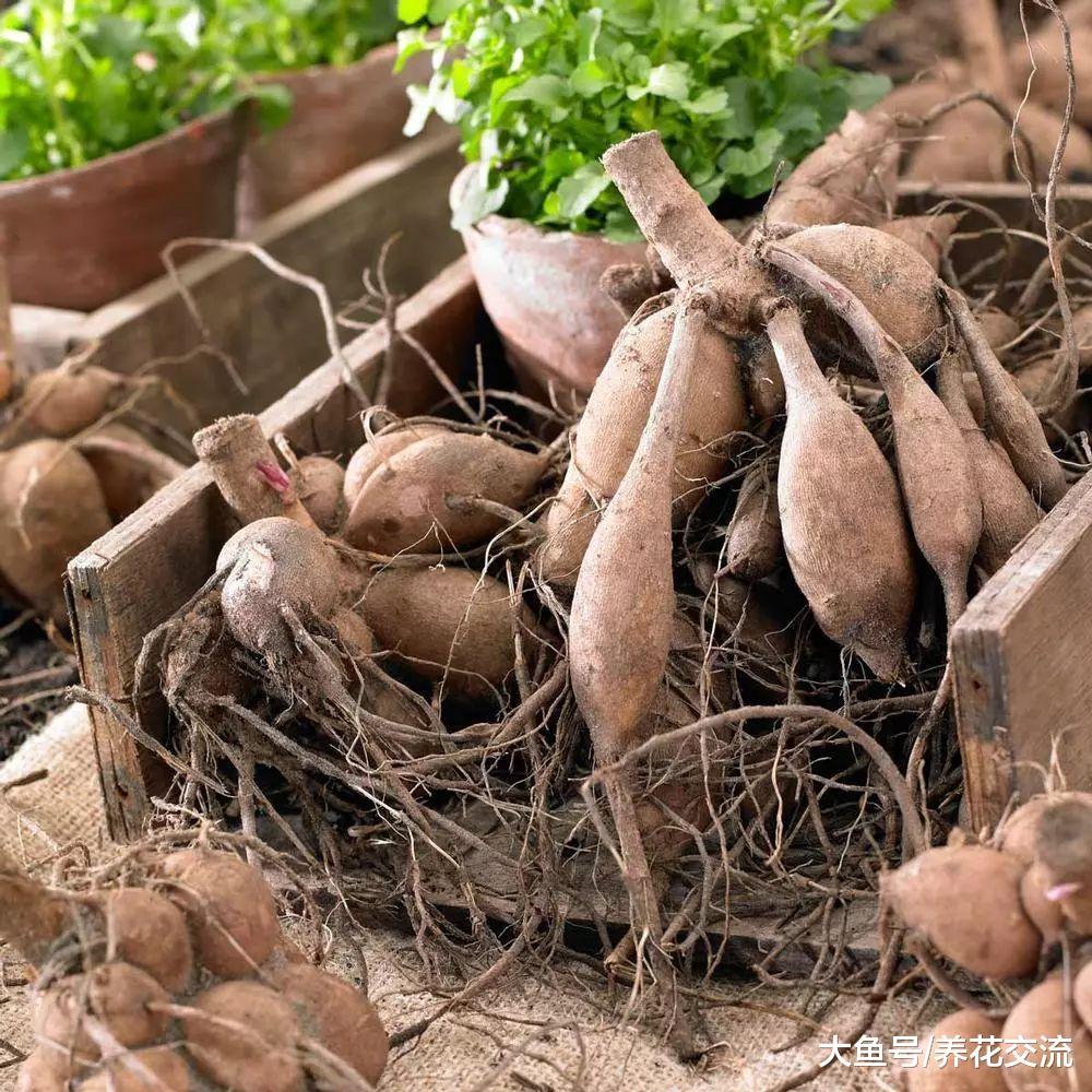 大丽花养在院子里比向日葵还美, 用这些方法养护可以年年开花