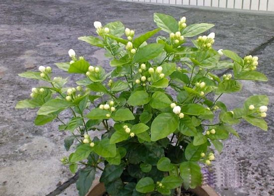 茉莉花冬天养, 盆里放几粒小东西, 保暖效果好, 来年嫩叶冒不停!