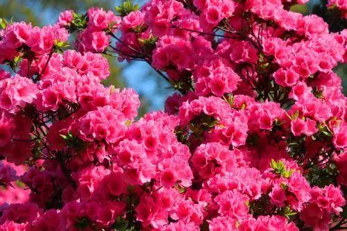 养花人必看, 五月份我们需要为花卉做这些事情了!