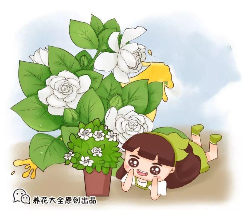 刚买的茉莉就掉花苞? 给它这样换点土, 开得又快又多!
