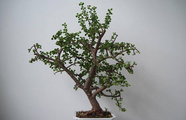 养这“4种”花要“狠心”, 动手剪一剪, 新枝条突突冒!